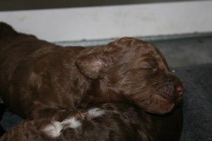 multicolored standard poodle puppy