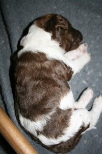 multicolored standard poodle puppy