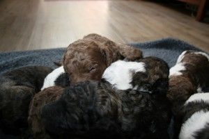 multicolored standard poodle puppy