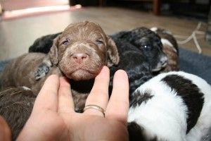 multicolored standard poodle puppy