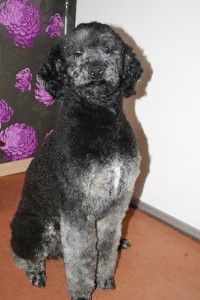 Koningspoedel, parti poodle