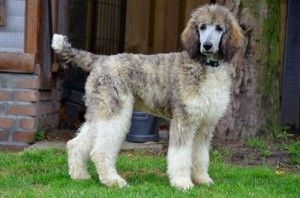 Brindle and white standard poodle