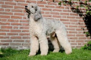 Koningspoedel, meerkleuren