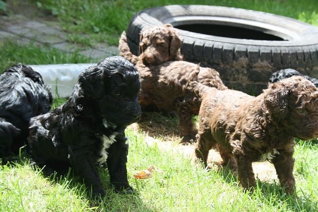 standaard poedel pup