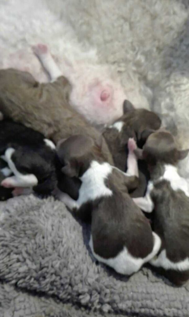 poedelpups