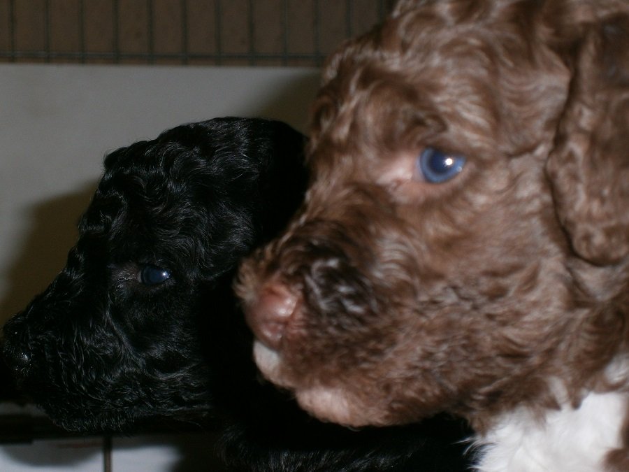 black and tan