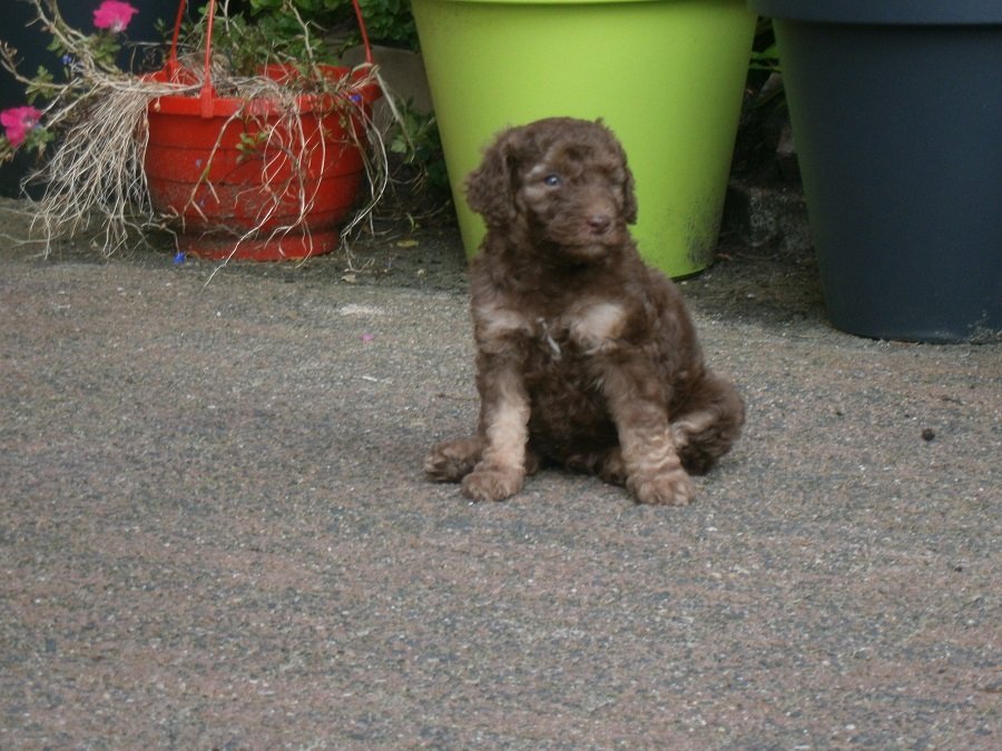 Silversand Poodle