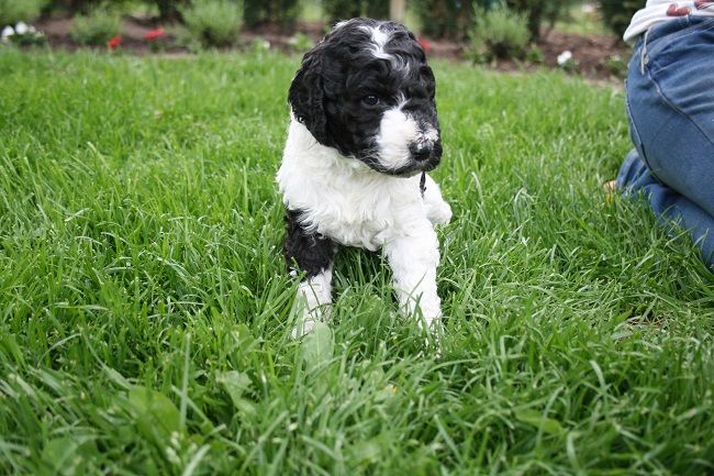 Parti poedel Koningspoedelpups