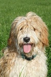 Koningspoedels, onze honden