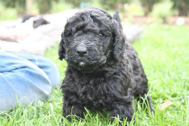 koningspoedel pups parti koningspoedel pups