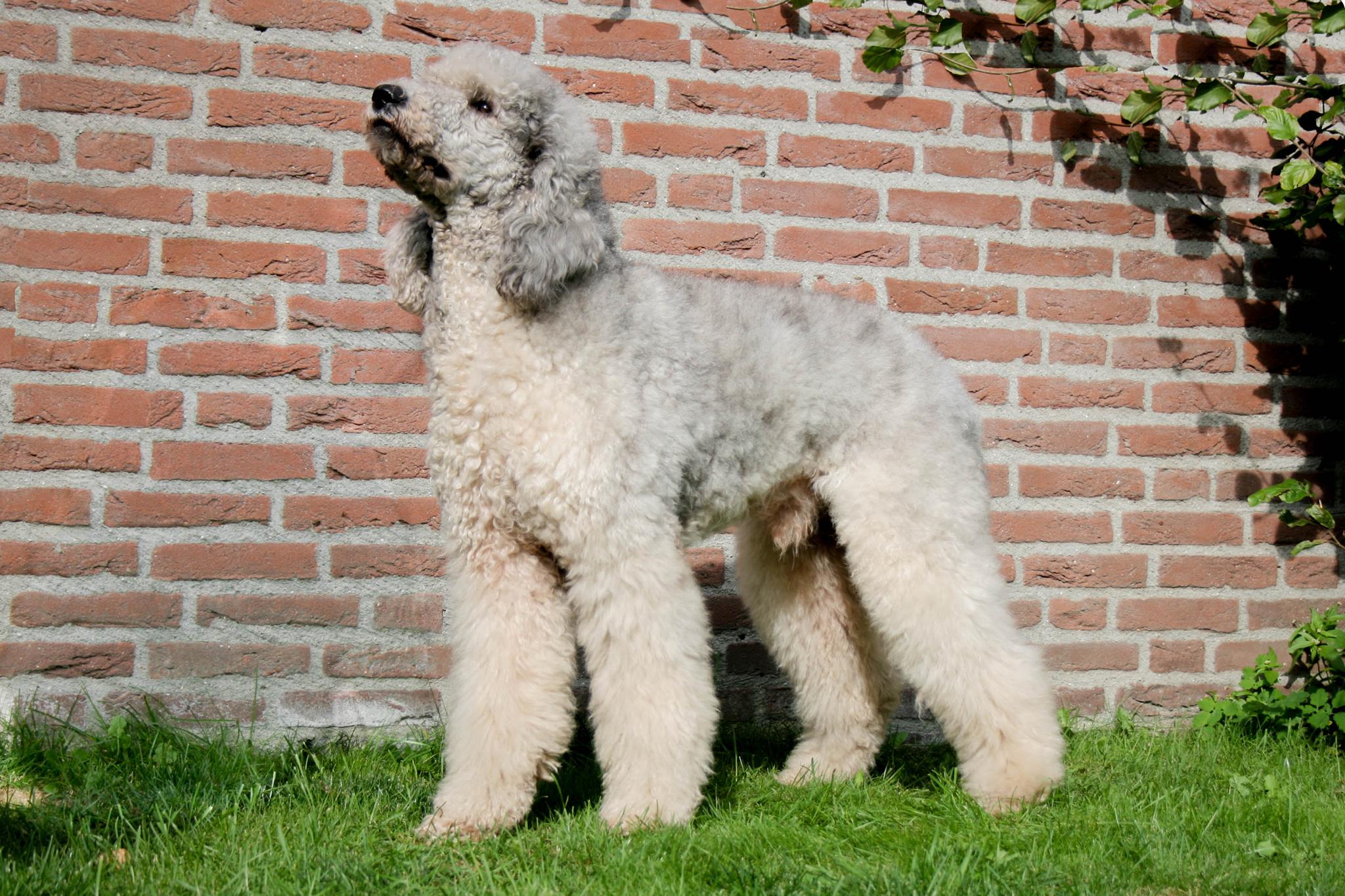 Koningspoedel, meerkleuren