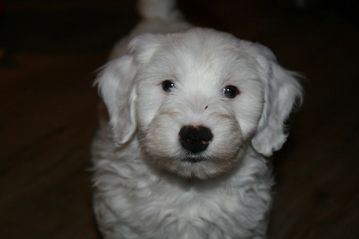 Tibetaanse terrierpup koningspoedel