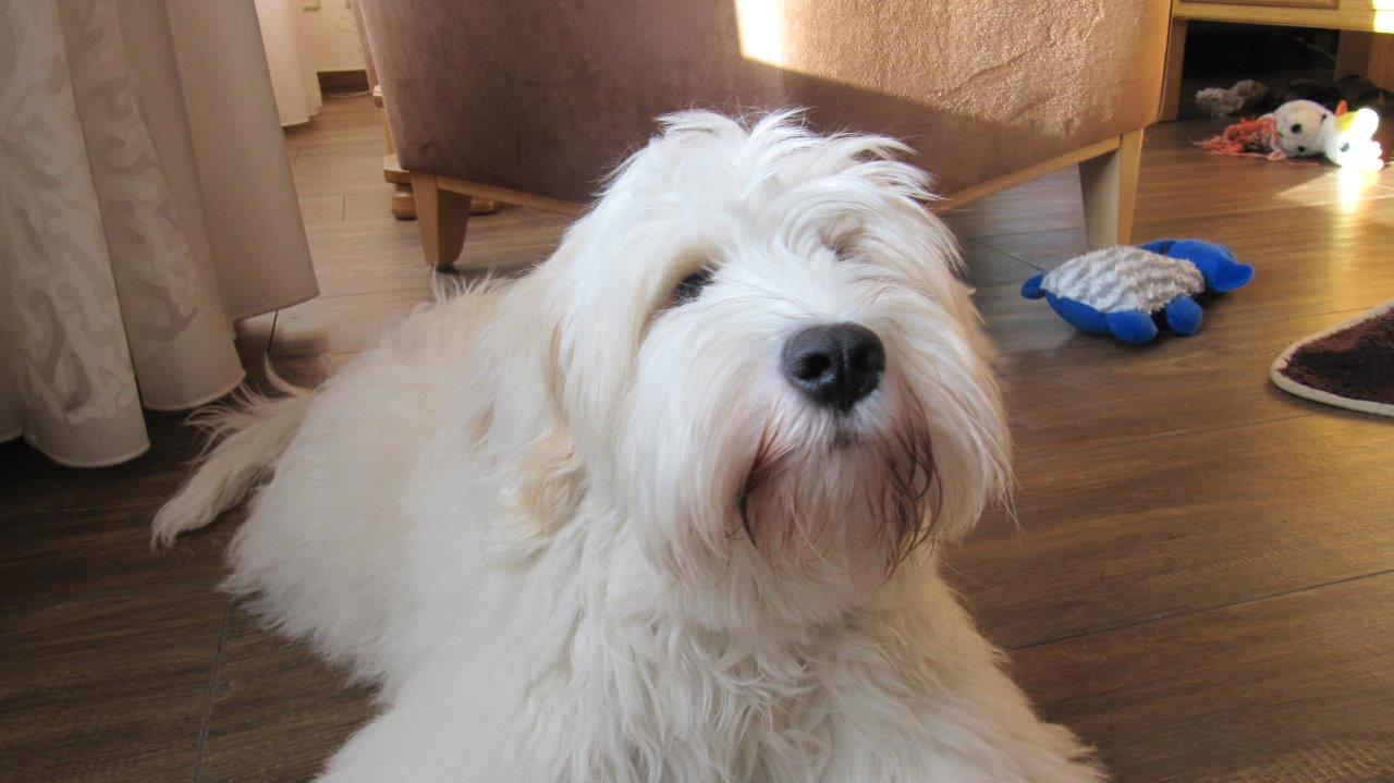 Tibetaanse terrier