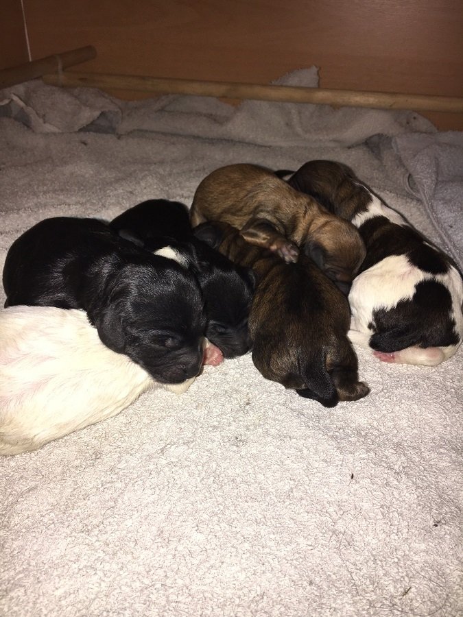 nest pups